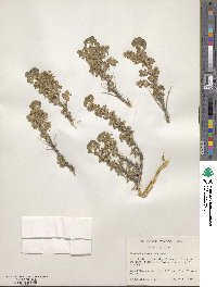 Artemisia spinescens image