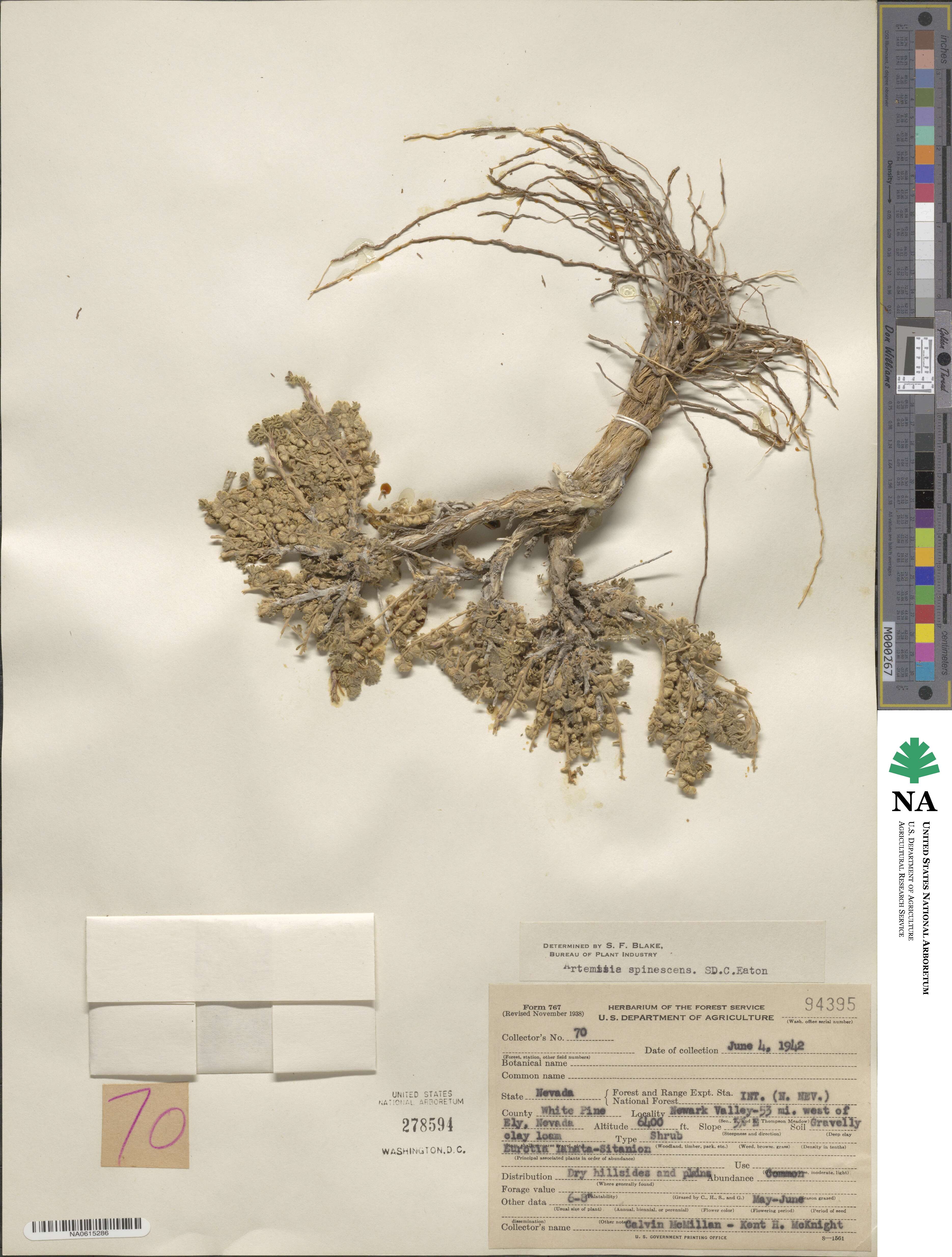 Artemisia spinescens image