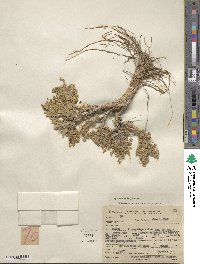 Artemisia spinescens image