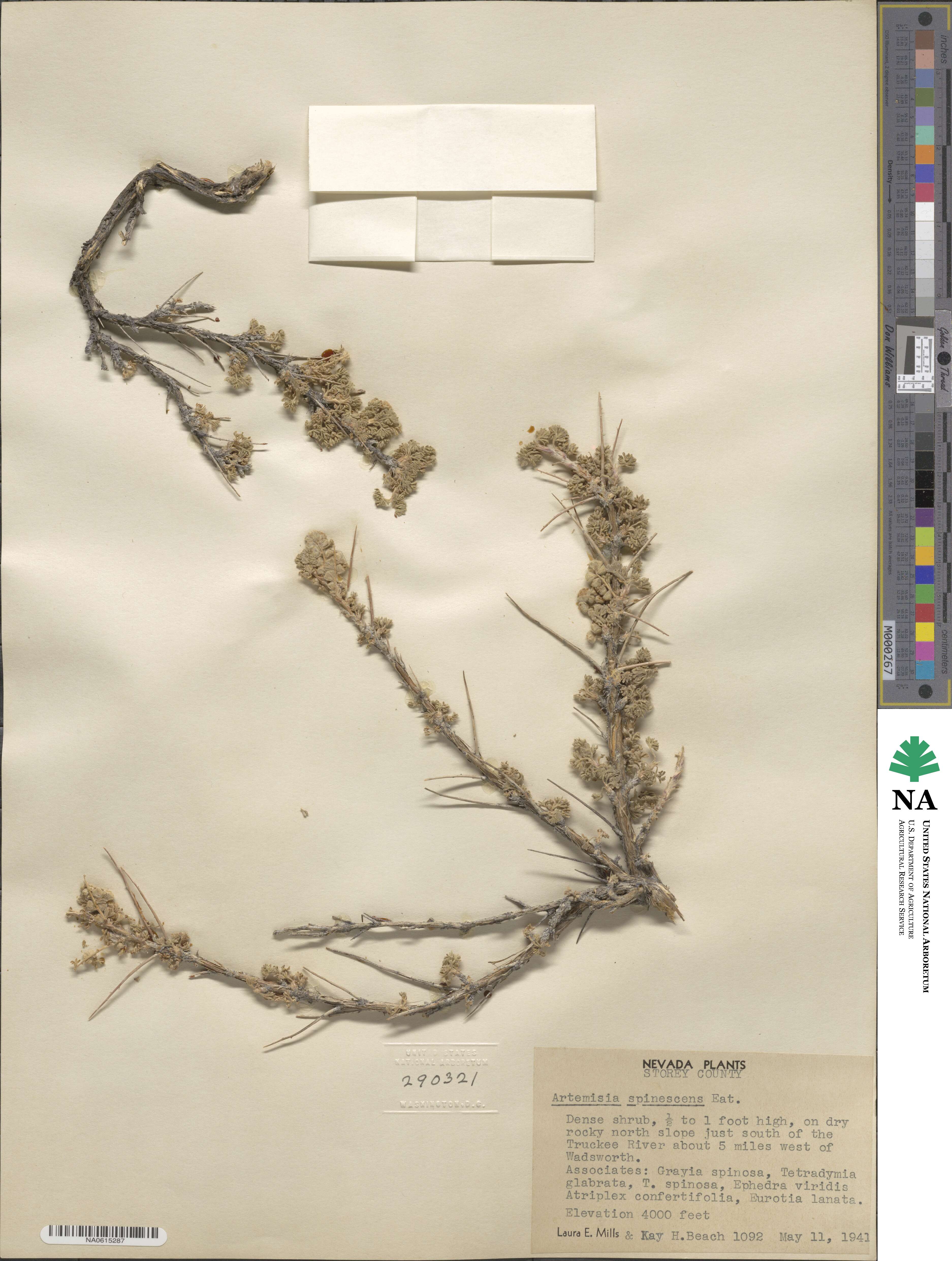 Artemisia spinescens image