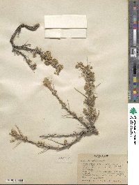 Artemisia spinescens image