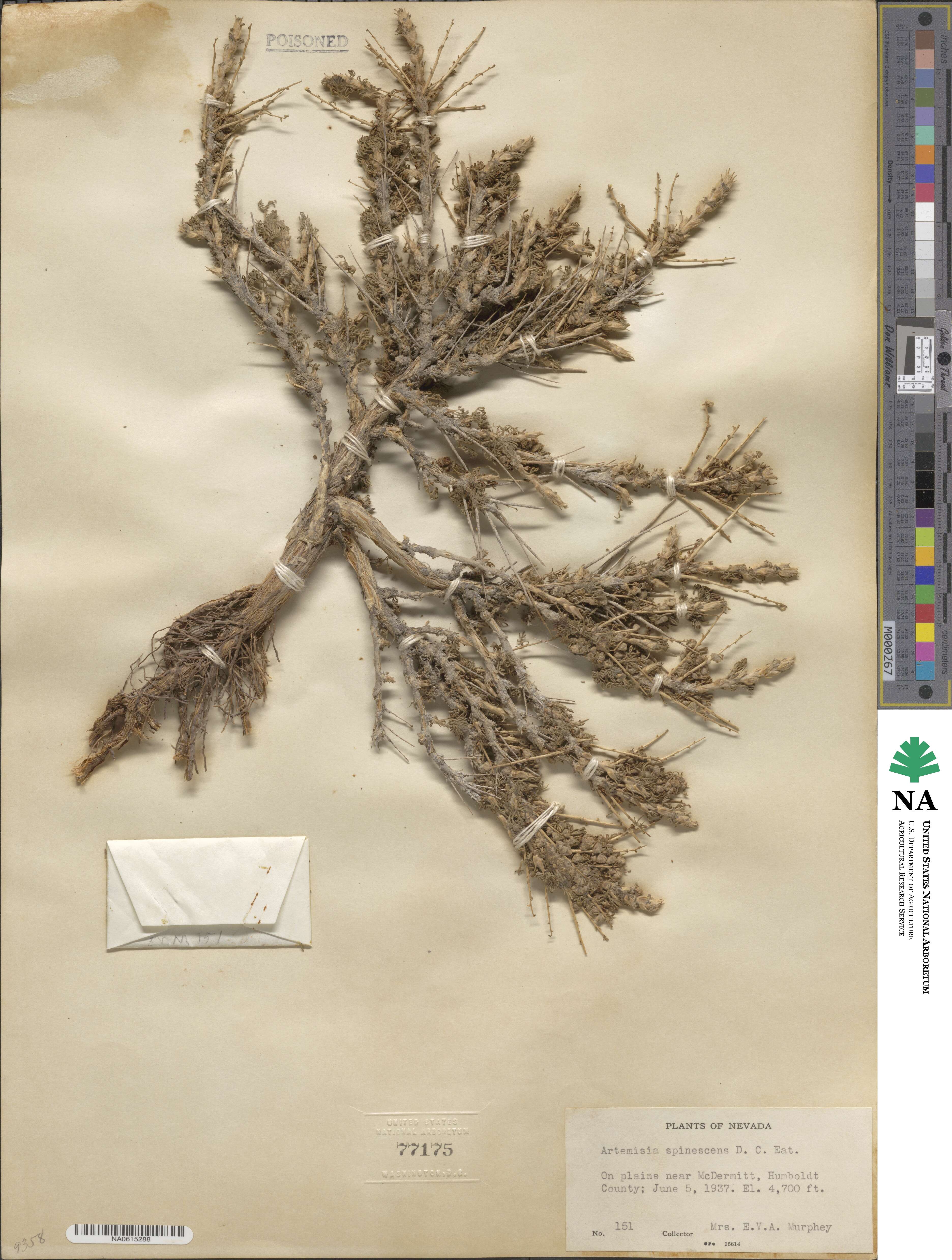 Artemisia spinescens image