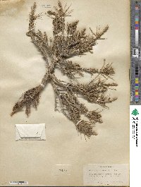 Artemisia spinescens image