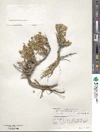 Artemisia spinescens image