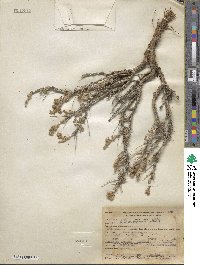 Artemisia spinescens image