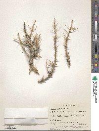 Artemisia spinescens image