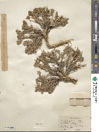 Artemisia spinescens image