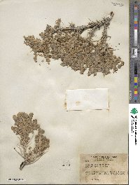 Artemisia spinescens image