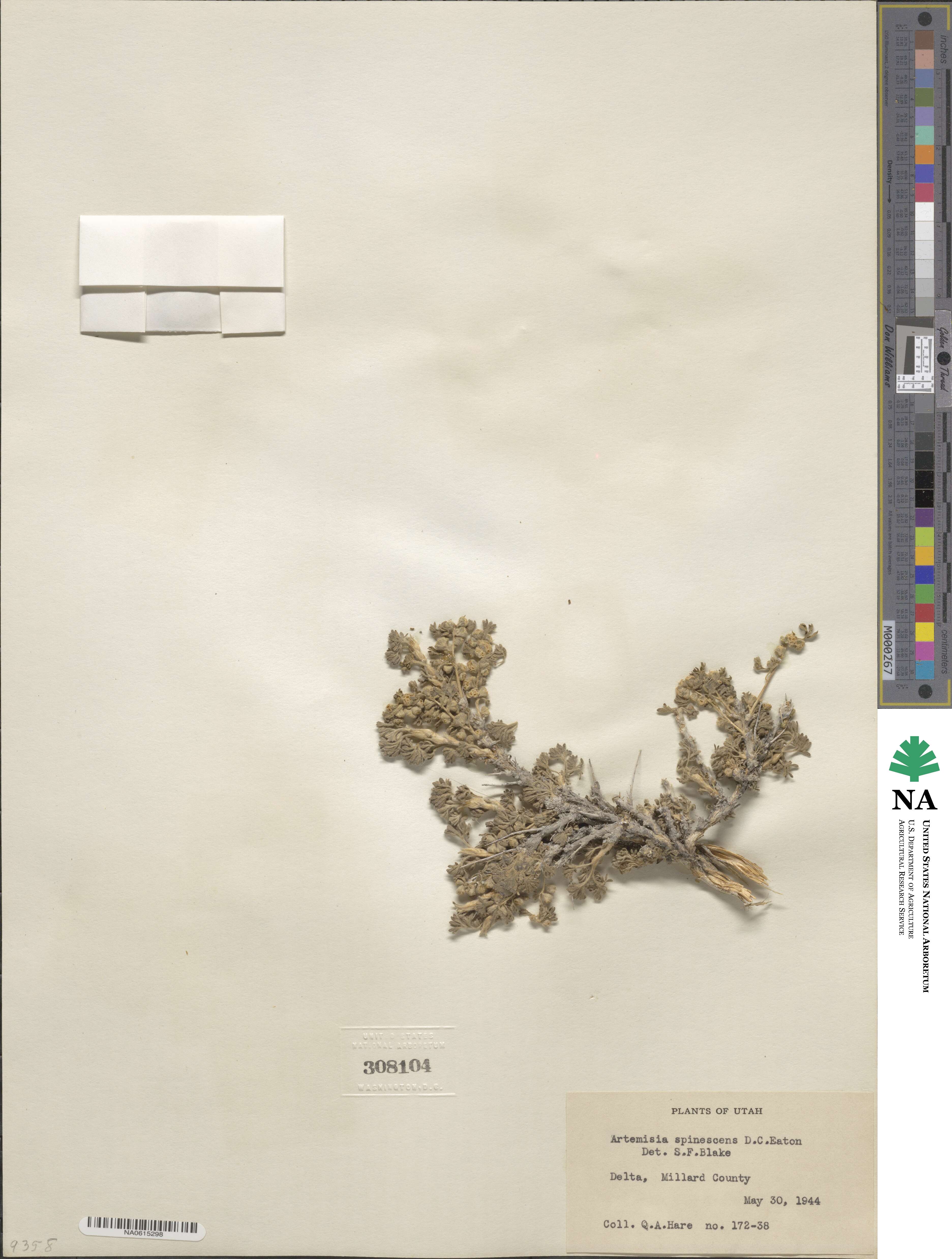 Artemisia spinescens image