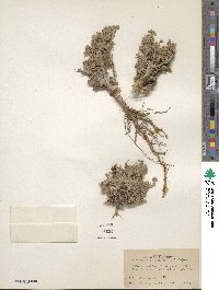 Artemisia spinescens image