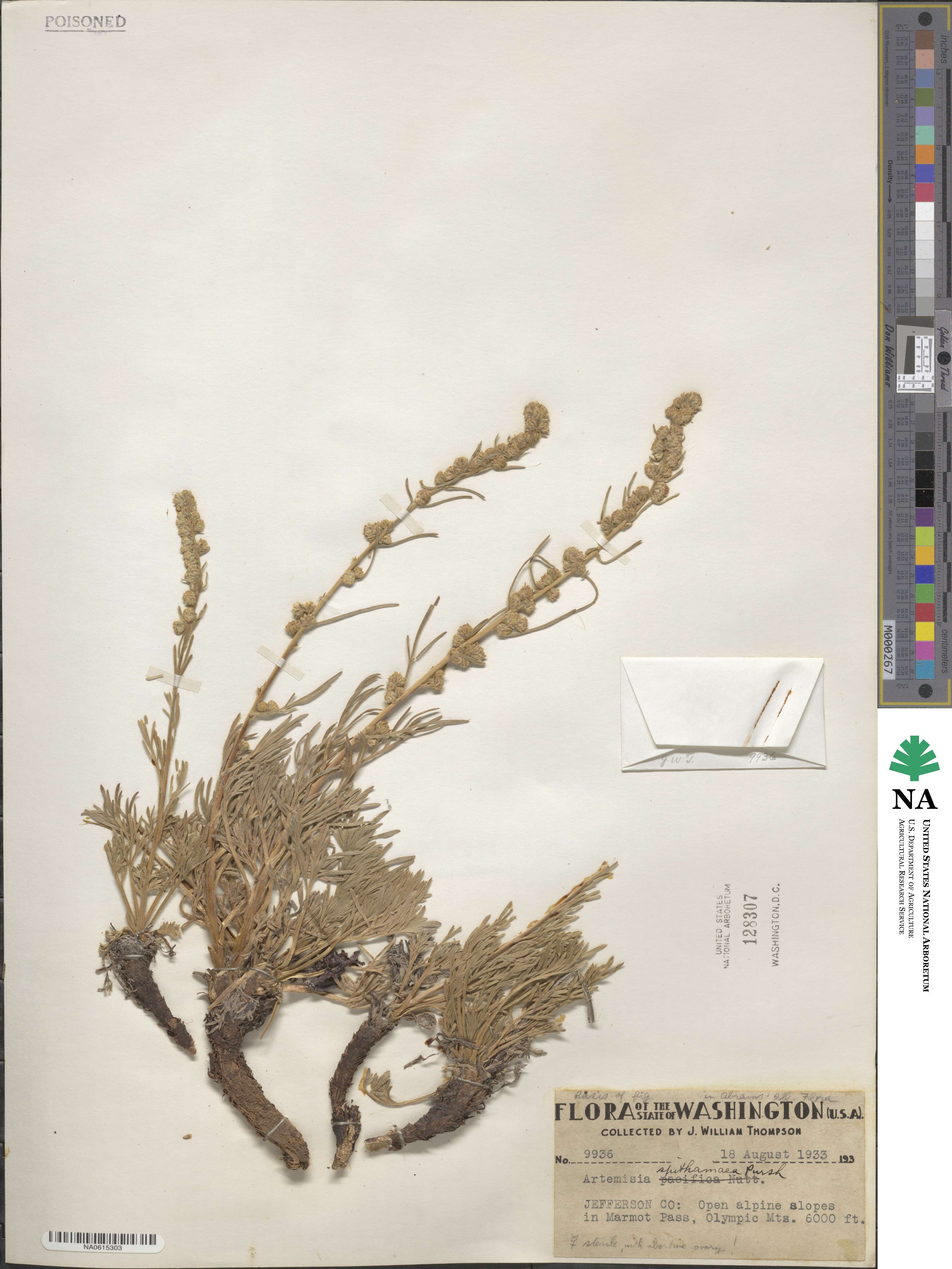 Artemisia spithamaea image