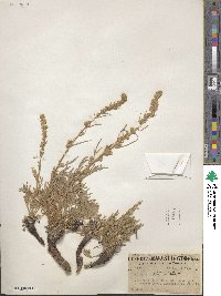 Artemisia spithamaea image