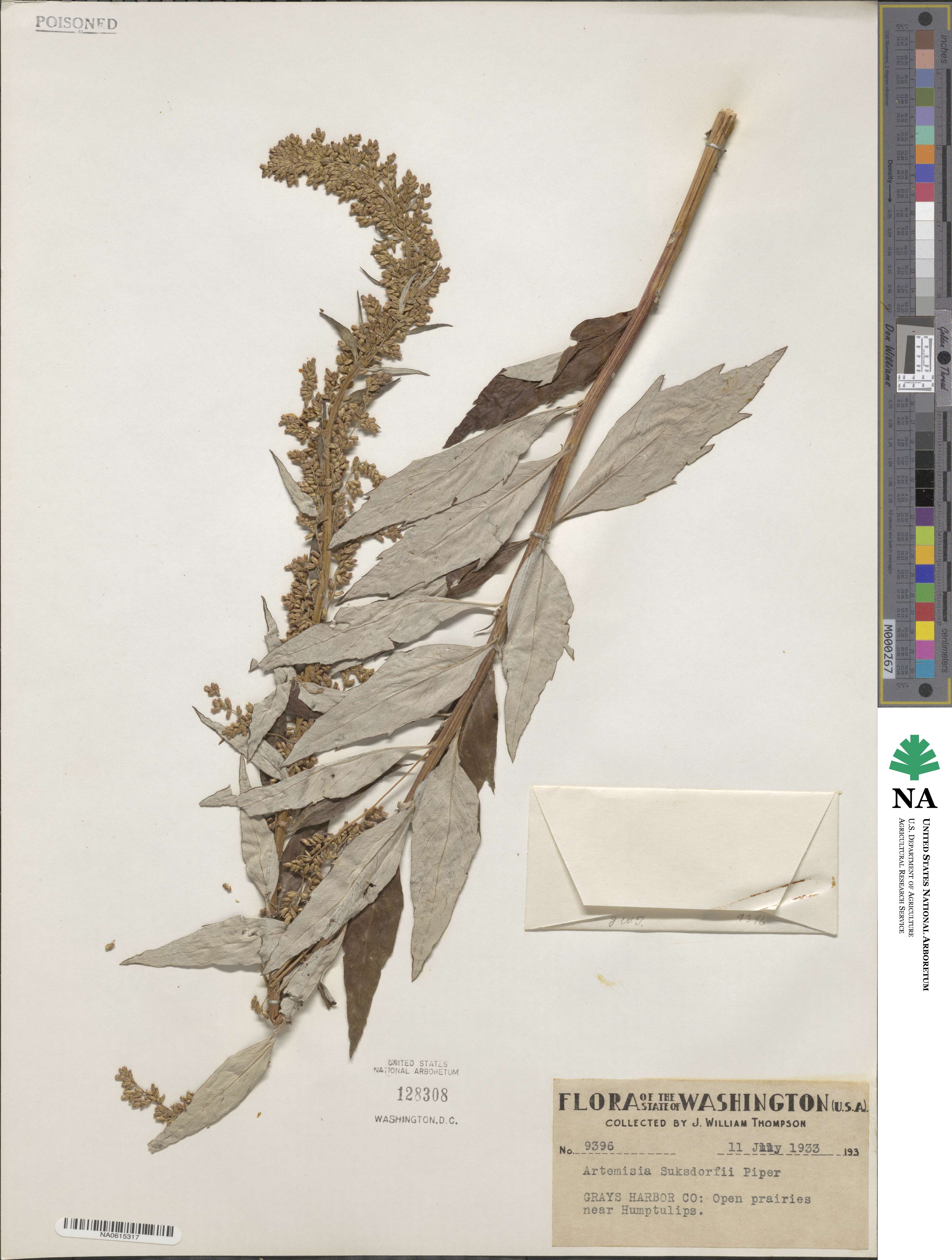 Artemisia suksdorfii image