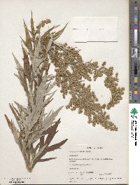 Artemisia tilesii image