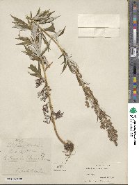 Artemisia tilesii image