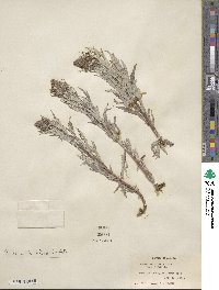 Artemisia tilesii image