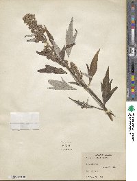 Artemisia tilesii image