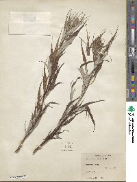 Artemisia tilesii image