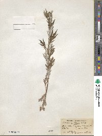 Artemisia tilesii image