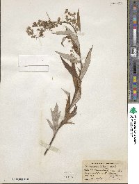 Artemisia tilesii image