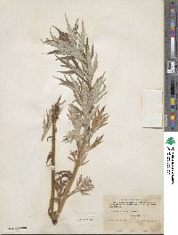 Artemisia tilesii image