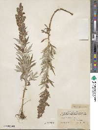 Artemisia tilesii image