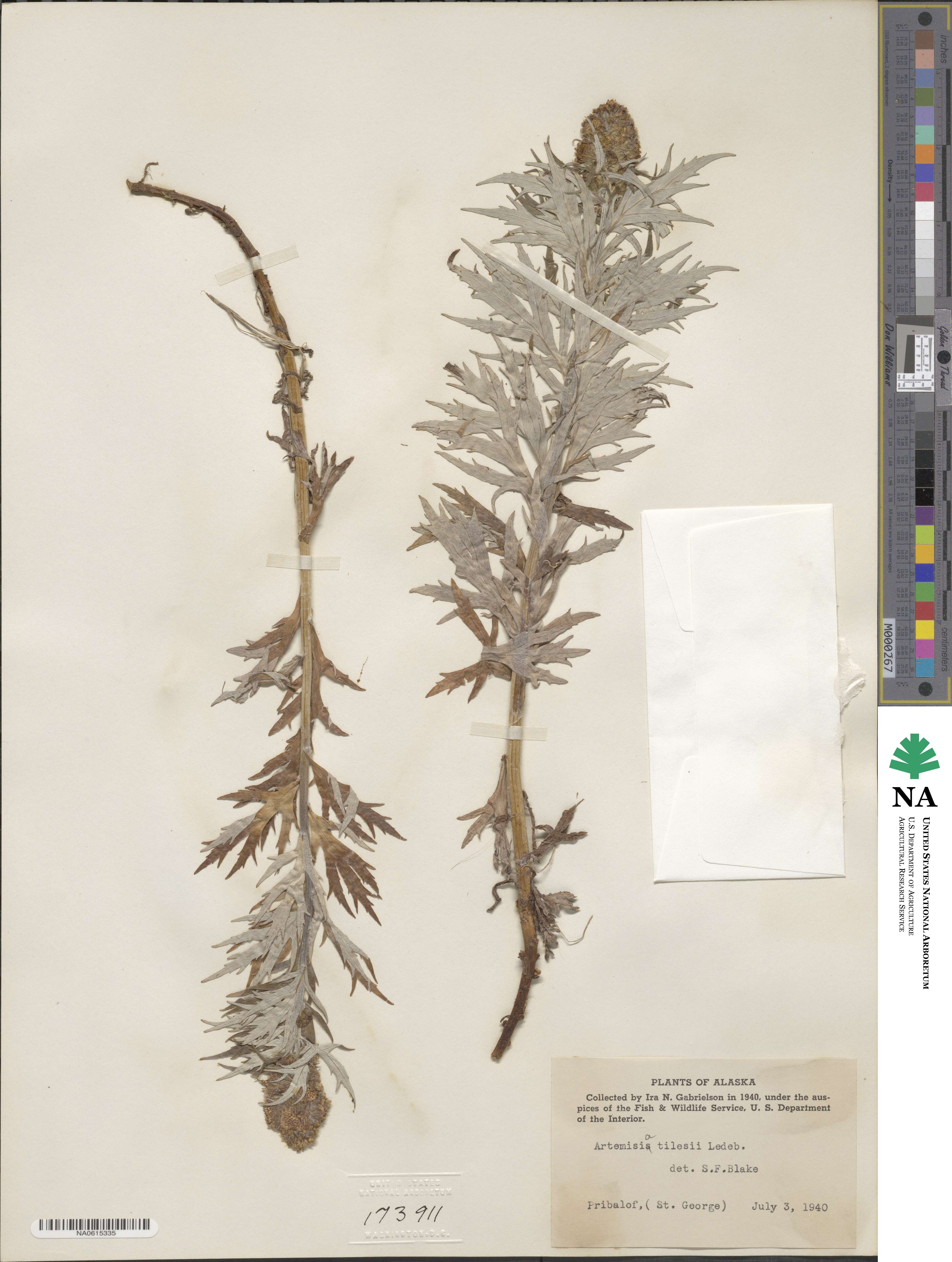 Artemisia tilesii image