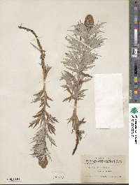 Artemisia tilesii image