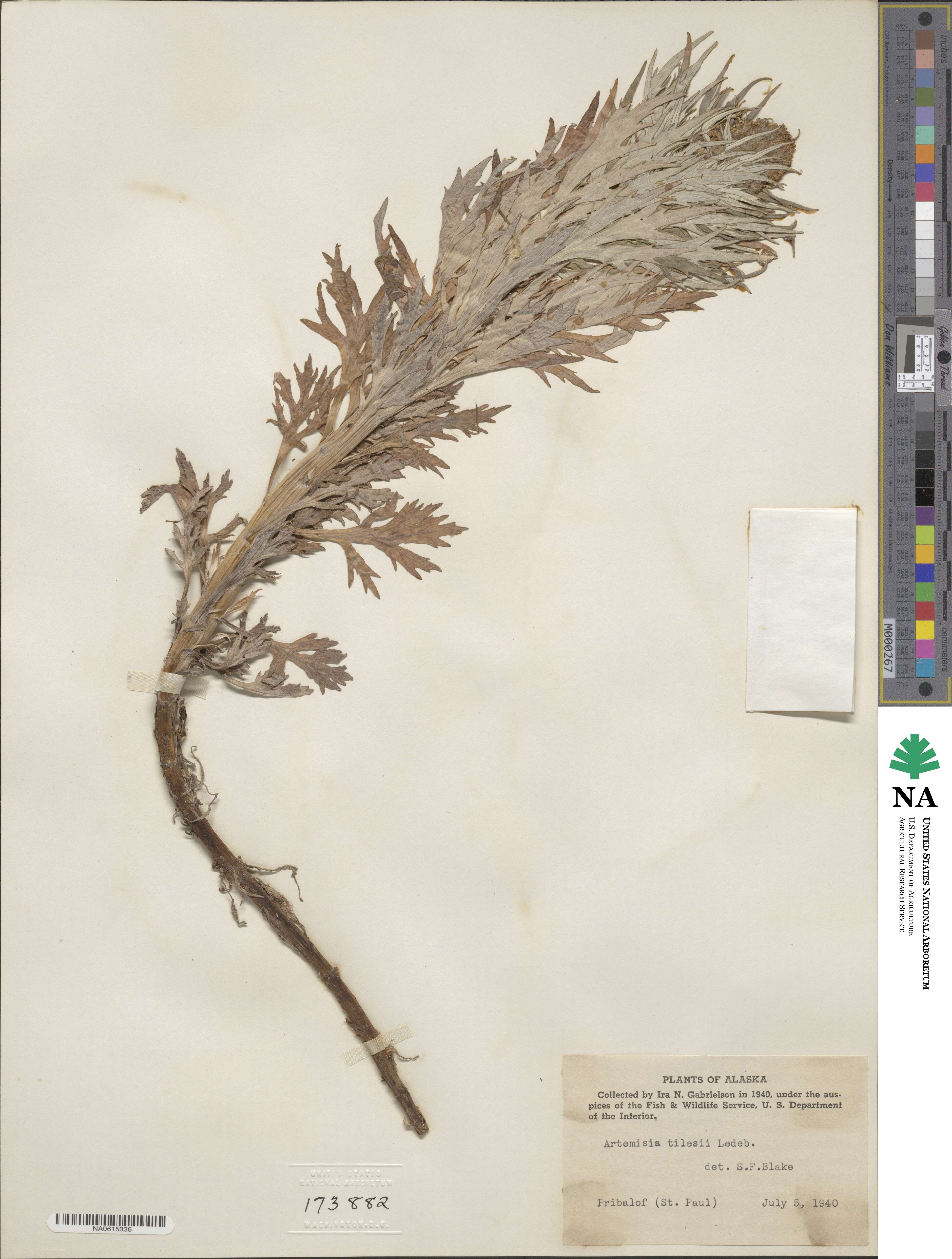 Artemisia tilesii image