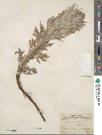 Artemisia tilesii image