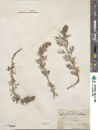 Artemisia tilesii image