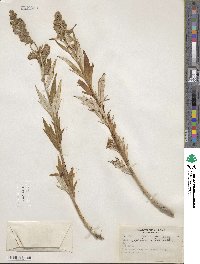 Artemisia tilesii image