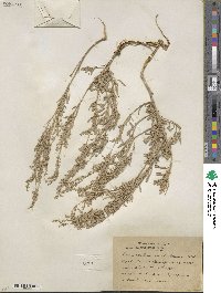 Artemisia tridentata image