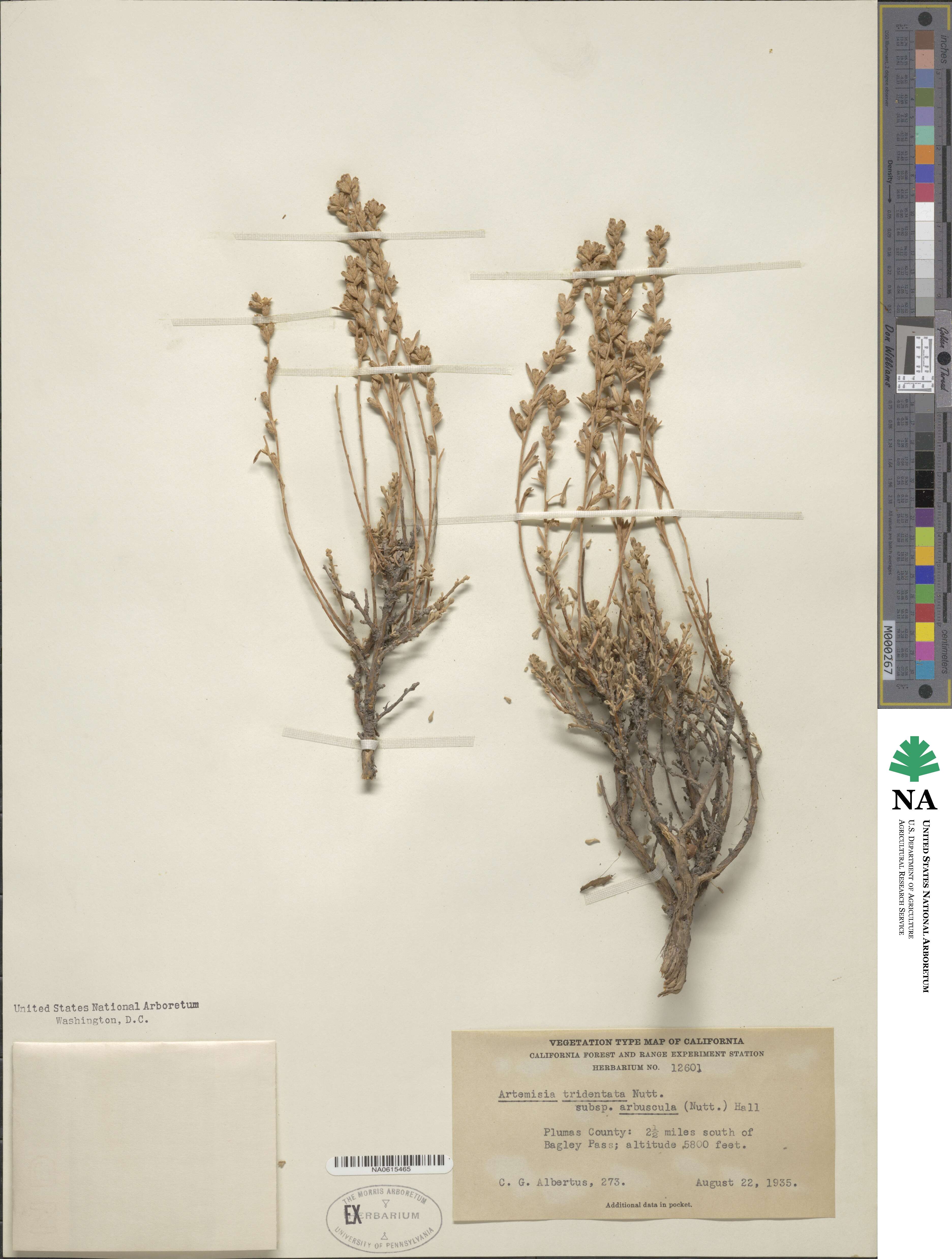 Artemisia arbuscula subsp. arbuscula image