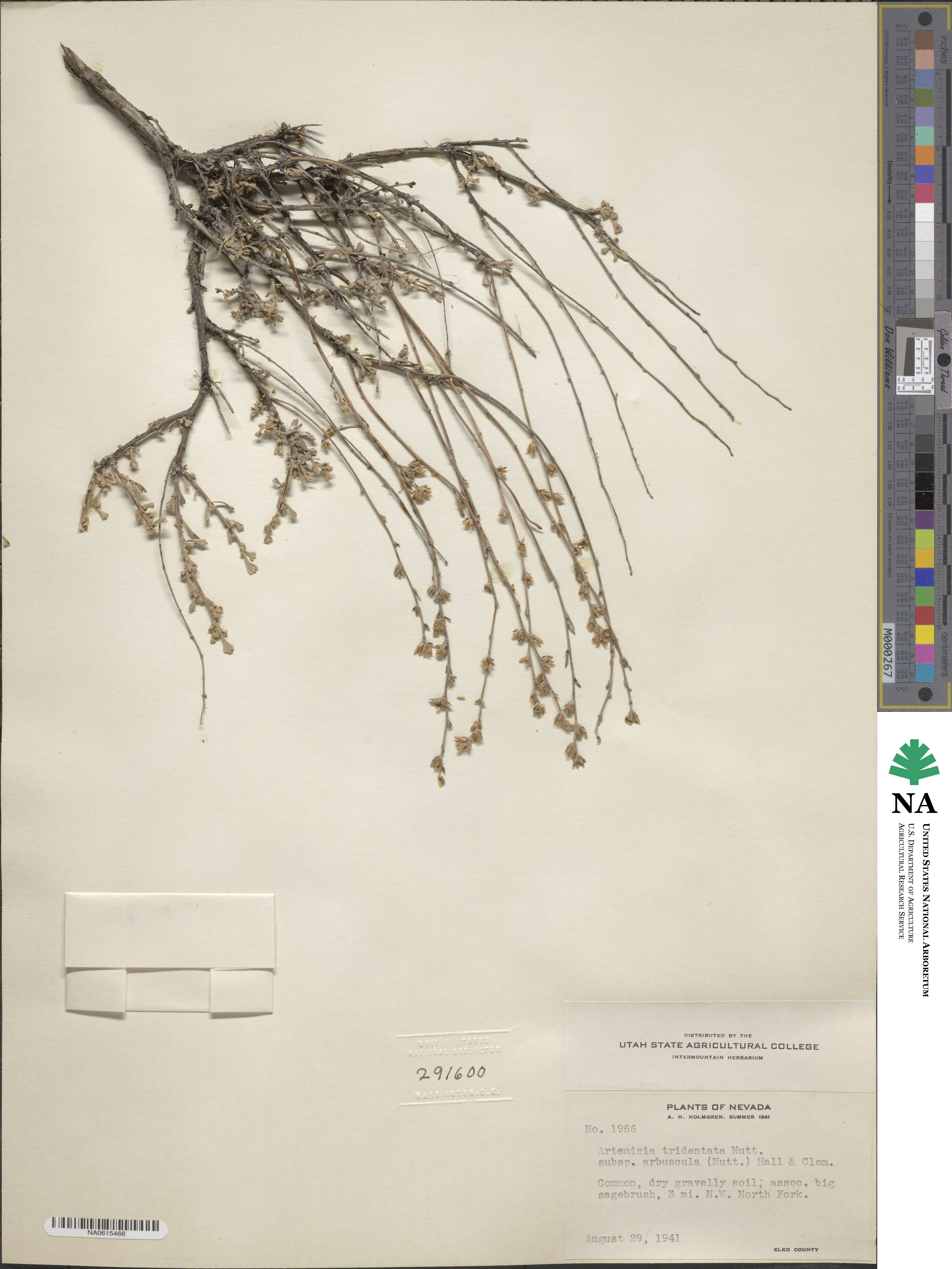 Artemisia arbuscula subsp. arbuscula image