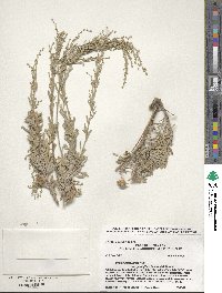 Artemisia tridentata subsp. vaseyana image