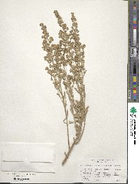 Artemisia tridentata subsp. vaseyana image