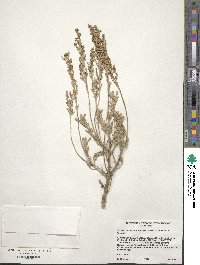 Artemisia tridentata subsp. vaseyana image