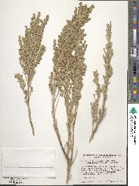 Artemisia tridentata subsp. vaseyana image