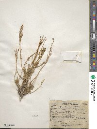 Artemisia tridentata subsp. rothrockii image