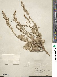 Artemisia tridentata subsp. rothrockii image