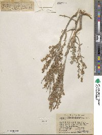 Artemisia tridentata subsp. rothrockii image