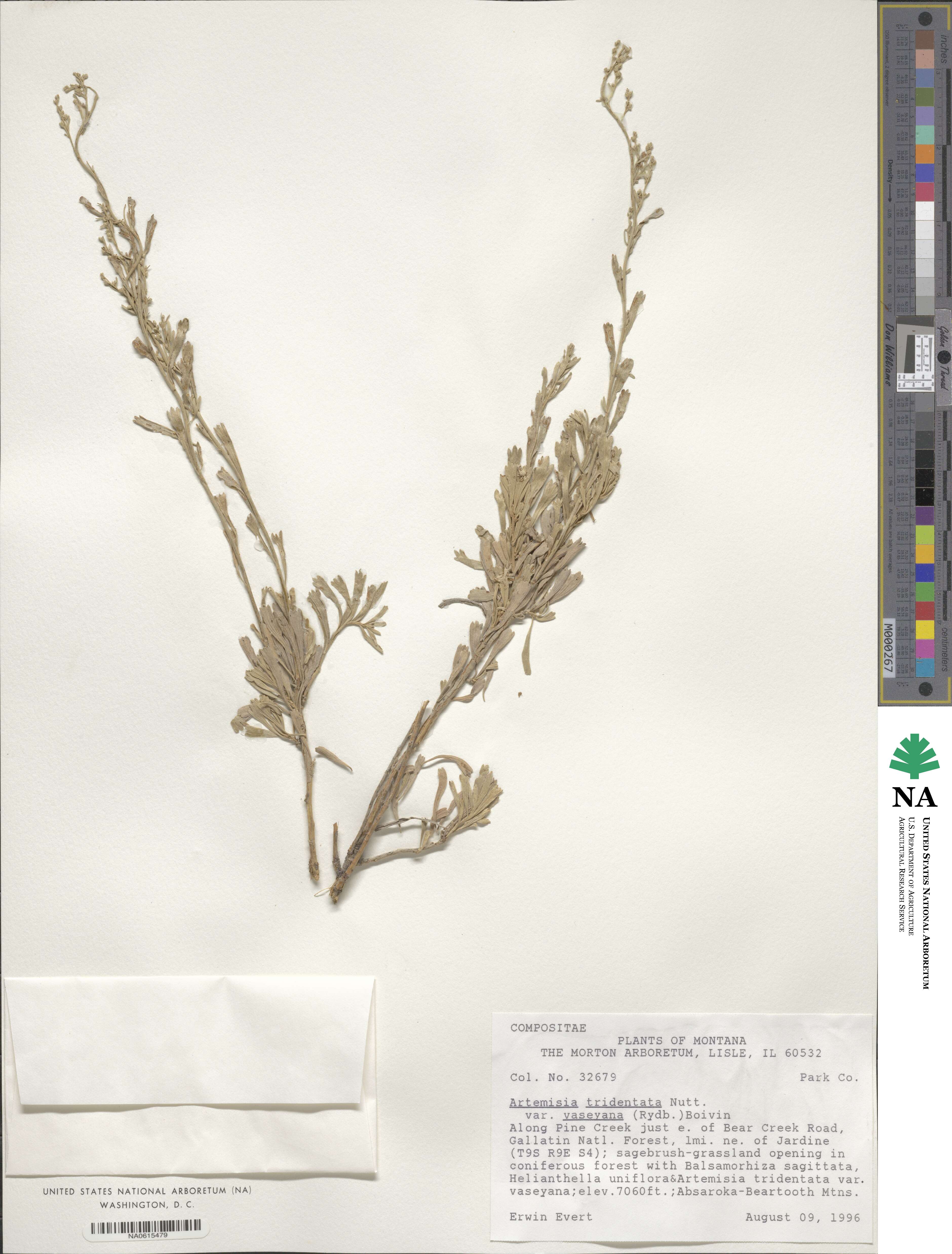 Artemisia tridentata subsp. vaseyana image
