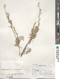 Artemisia tridentata subsp. vaseyana image