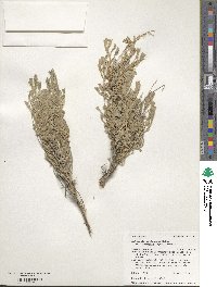 Artemisia tridentata subsp. vaseyana image