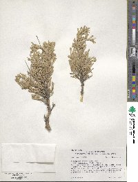 Artemisia tridentata subsp. vaseyana image