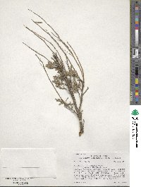 Artemisia tridentata subsp. vaseyana image