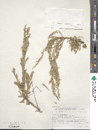 Artemisia tridentata subsp. vaseyana image