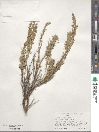 Artemisia tridentata subsp. vaseyana image