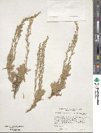 Artemisia tridentata subsp. vaseyana image